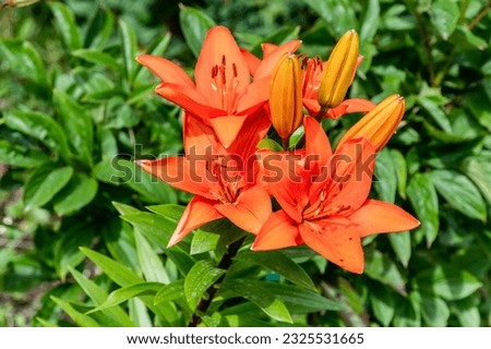 
Red lilies grow in the garden
