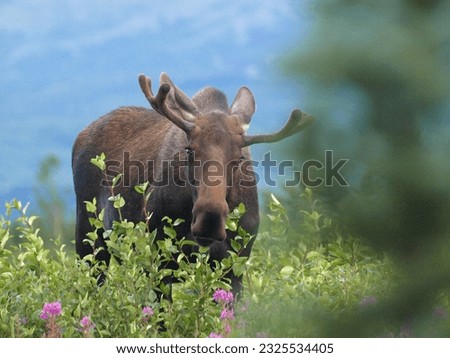 Moose, mammals, male moose, antlers, brown.