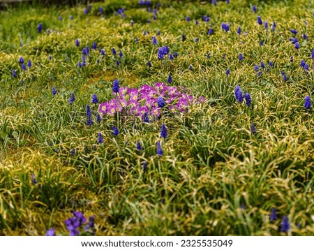 Blue-purple flowers in the form of bells grow with the whole family in a clearing. Very cool Green background with blue flecks and magenta flowers in the middle
