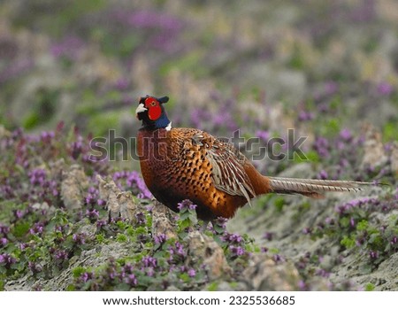 Male Pheasant looking for food in a Dutch field. Royalty-Free Stock Photo #2325536685