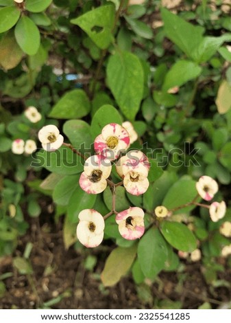 white poi sian flowers have beautiful pink pattern on term.