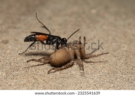 the wasp rider, Parasitica attacks the wolf spider Trochosa ruricola, an attack by the predatory harmful wasp of a dangerous spider in order to lay its eggs.