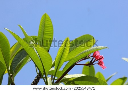 Frangipani flower shoots, I took this picture when my eyes were hot