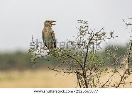 A Eurasian Roller calling from a bush plant