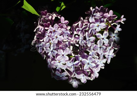 broken heart, petals lilac heart shaped (Valentine's Day, February 14, postcard, love, ecology - concept)