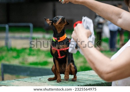 Owner training his  small dog doberman pinscher Chihuahua toy terrier at the dog park