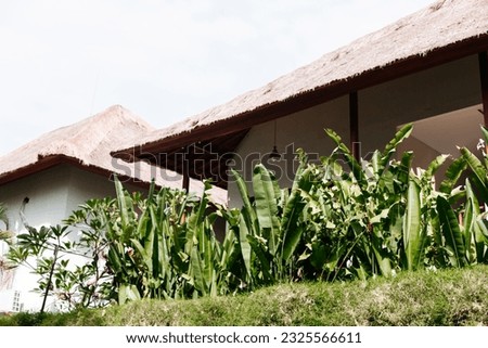 Large green palm leaves on the background of the house