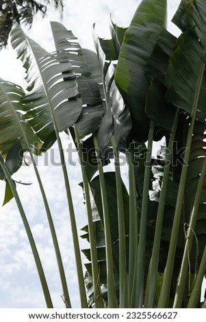 Large palm leaves view from below against the sky