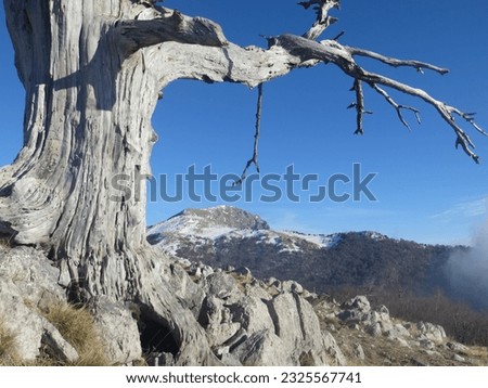 Beginning of winter along the Serra del Pollinello, with Serra Dolcedorme in the background. Pollino National Park.

 Royalty-Free Stock Photo #2325567741