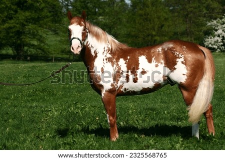 American paint horse stallion standing portrait Royalty-Free Stock Photo #2325568765