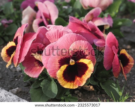 Pansy flowers, close up. Viola tricolor, with pink red yellow petals. Colorful garden pansy blossoms. Hybrid plant of Violaceae family. Symbol of remembrance, planted on graves, in the cemeteries.
