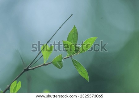 leaf of Mahendi tree, It's use for medical and beauty purpose 