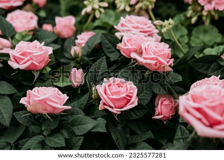 Pink roses in a garden Royalty-Free Stock Photo #2325577281