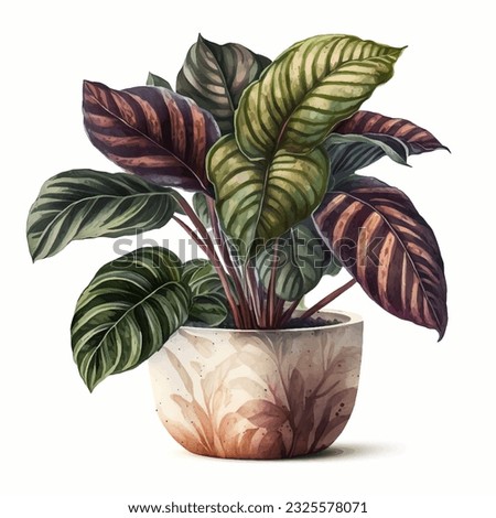 Watercolor calathea orbifolia. Drawing of a plant in a pot with leaves. Watercolor illustration on white Royalty-Free Stock Photo #2325578071
