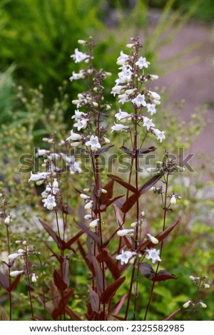 Flowers of Penstemon digitalis in summer garden Royalty-Free Stock Photo #2325582985