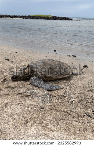 Turtle resting on Kona beach