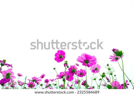 pink cosmos flowers are bloom on a white background.