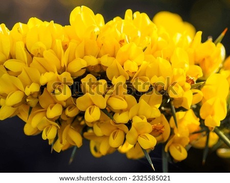 Gorse bushes in full flower Royalty-Free Stock Photo #2325585021