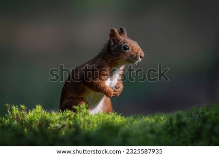 Eurasian red squirrel (Sciurus vulgaris) standing in the forest of Noord Brabant in the Netherlands.                                                                     