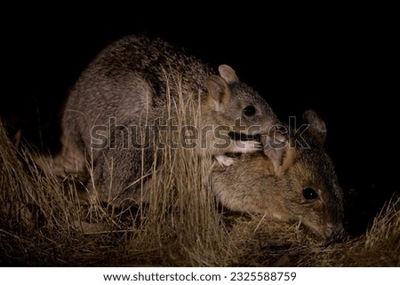 Woylie or Brush-tailed bettong - Bettongia penicillata small critically endangered gerbil-like mammal native to forests and shrubland of Australia, rat-kangaroo family Potoroidae.