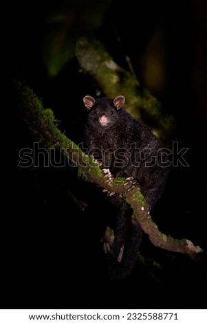 Short-eared possum -Trichosurus caninus nocturnal marsupial in Phalangeridae endemic to Australia, also called Mountain Brushtail possum or Bobuck fury animal on the tree in australian forest.