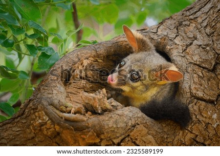 Common Brush-tailed Possum - Trichosurus vulpecula -nocturnal, semi-arboreal marsupial of Australia, introduced to New Zealand. Cute mammal on the tree trunk in the australian forest.