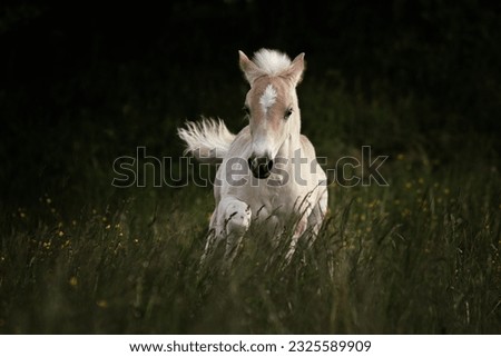 haflinger horse foal galloping meadow 