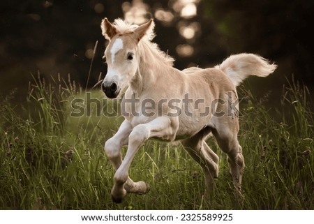 haflinger horse foal galloping meadow 