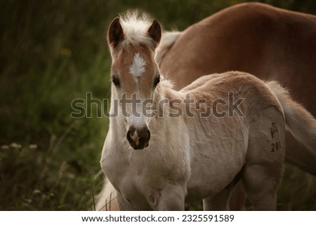 haflinger horse foal with mother on a meadow