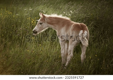 haflinge foal standing on a meadow