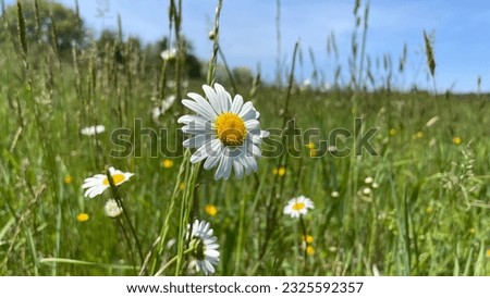 White wildflower growing in a large field with many plants and other flowers.