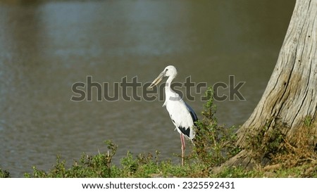 Feeding Behavior: The Asian Openbill has a specialized feeding behavior. Its distinct bill shape allows it to feed primarily on large mollusks, especially snails. The bill is used to probe and pry ope Royalty-Free Stock Photo #2325592431