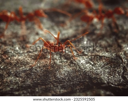 Close up photo of a red ant animal walking on a tree