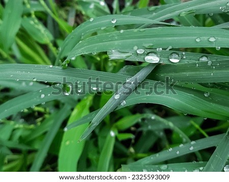 Beautiful water drop on the grass , July,1,2023 : Rampur Uttar Pradesh India.