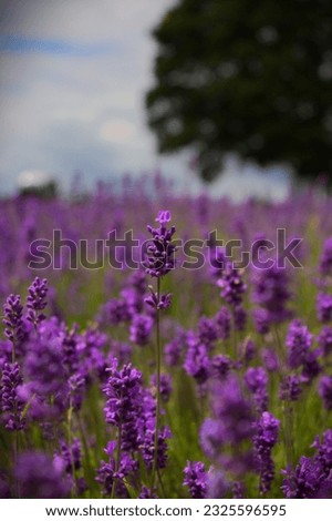 Stunning picture of Lavender (Lavandula angustifolia), as an wallpaper