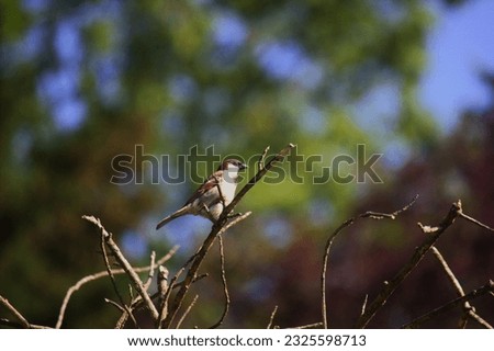 Pictures of house sparrows (Passer domesticus) in multiple poses