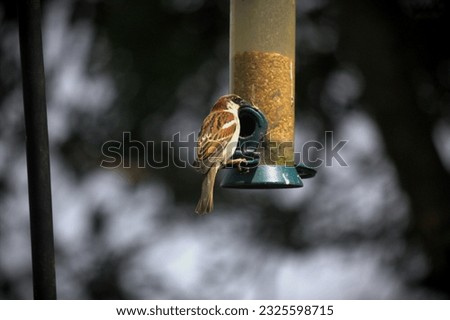 Pictures of house sparrows (Passer domesticus) in multiple poses