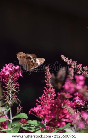 Common Buckeye Butterfly on Buddleia  Royalty-Free Stock Photo #2325600961