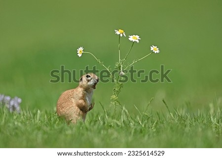 a squirrel standing next to a daisy.Anatolian Souslik-Ground Squirrel