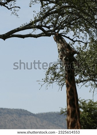 Maasai Giraffe  ( Giraffa tippelskirchi ) Family-order - Giraffidae Artiodactyla and acacia tree, Serengeti National park, Tanzania, Africa Royalty-Free Stock Photo #2325614553