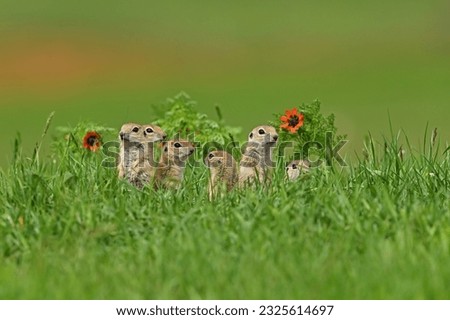 A squirrel family in flowers.Anatolian Souslik-Ground Squirrel in Turkey