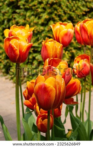Field of bright orange-red large tulips. Spring flowers. Netherlands. Keukenhof