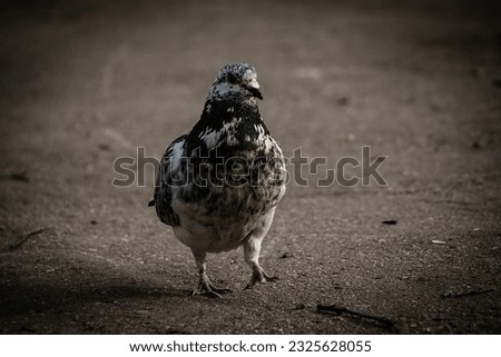 Closeup picture of a walking pigeon
