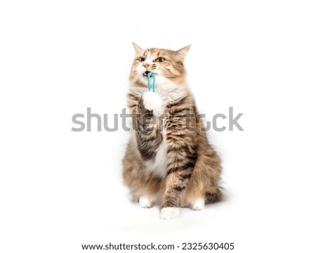 Isolated cat playing with hair band or rubber band. Cute fluffy calico kitty looking sitting, biting and pulling a toy between mouth and paw. 3 years old cat. Selective focus. White background.