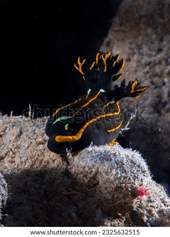 Orange-lined Tambja (Tambja affinis) nudibranch inside the ship wreck of the SS Thistlegorm in the Red Sea, Egypt.  Underwater photography and travel. Royalty-Free Stock Photo #2325632515