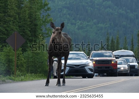 a large moose walks on the road in the part with a line of cars trailing behind it