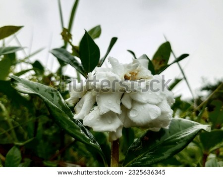 gardenia flowers, have a distinctive aroma. very beautiful pure white color.