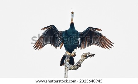 oriental darter,cormorant , snake bird sitting on a tree branch. Royalty-Free Stock Photo #2325640945