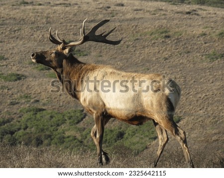 Elk picture taken in California. This majestic elk was waiting by the side of the road, ready to be photographed. His antlers made him look fierce while walking in the field.