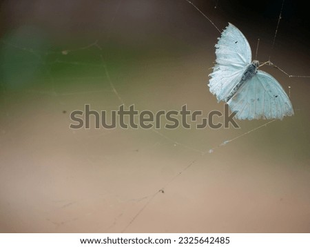 Dead butterfly, Mottled Emigrant butterfly crawl into the spider web with free space for text and message, isolated, background.
